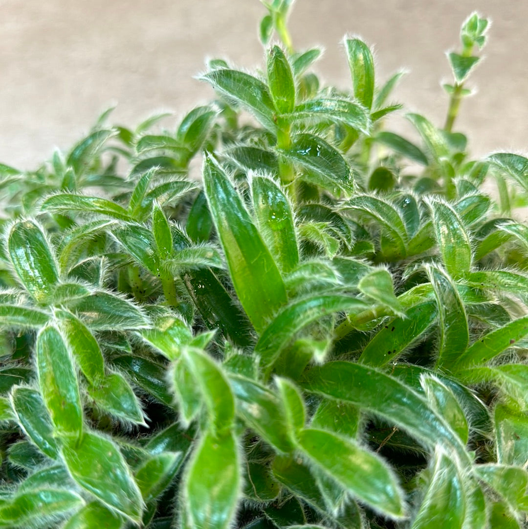 kitten ear succulent Tradescantia Kitten Ears 8
