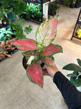 Load image into Gallery viewer, Aglaonema Very Red 6" - Chinese Evergreen