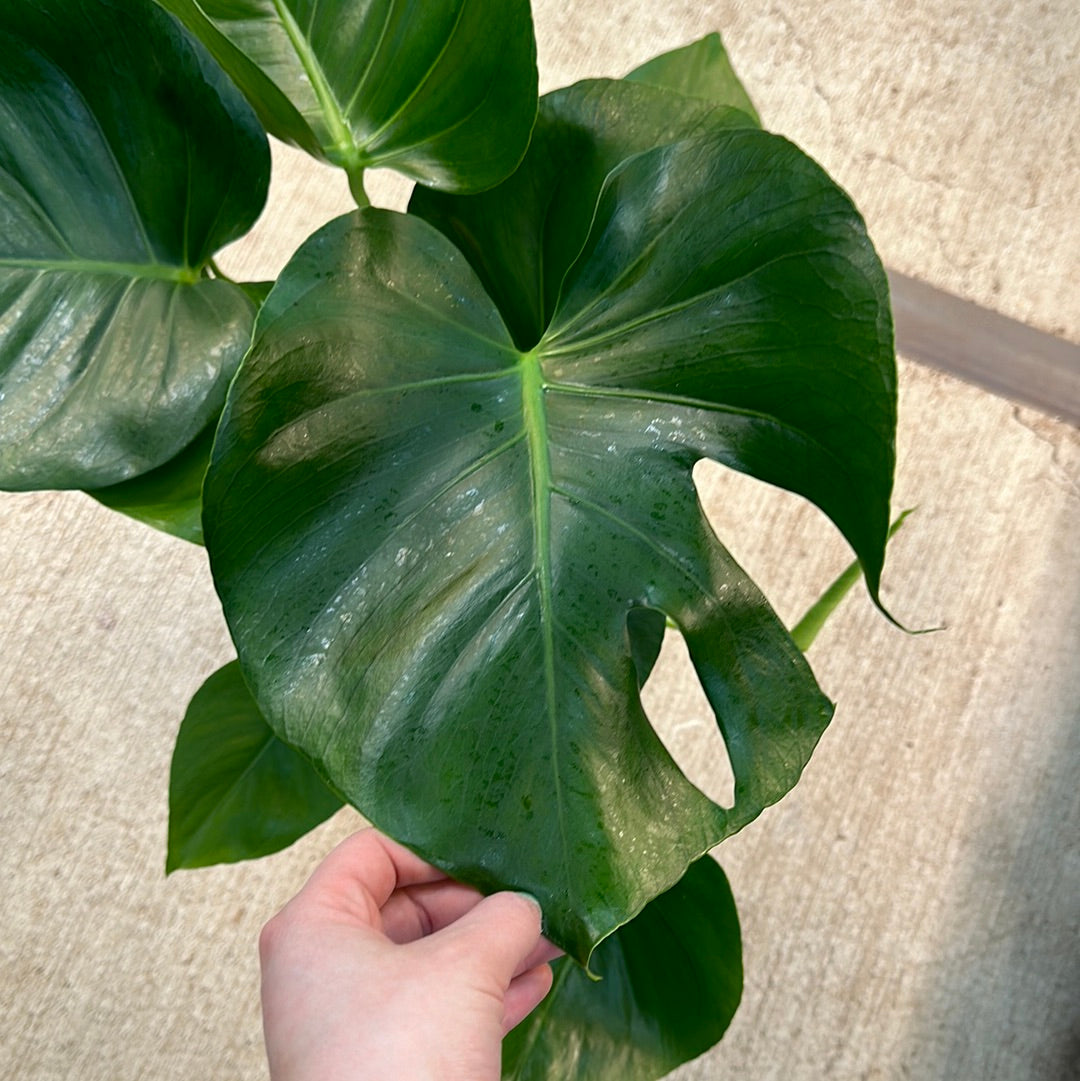 Monstera deliciosa 6