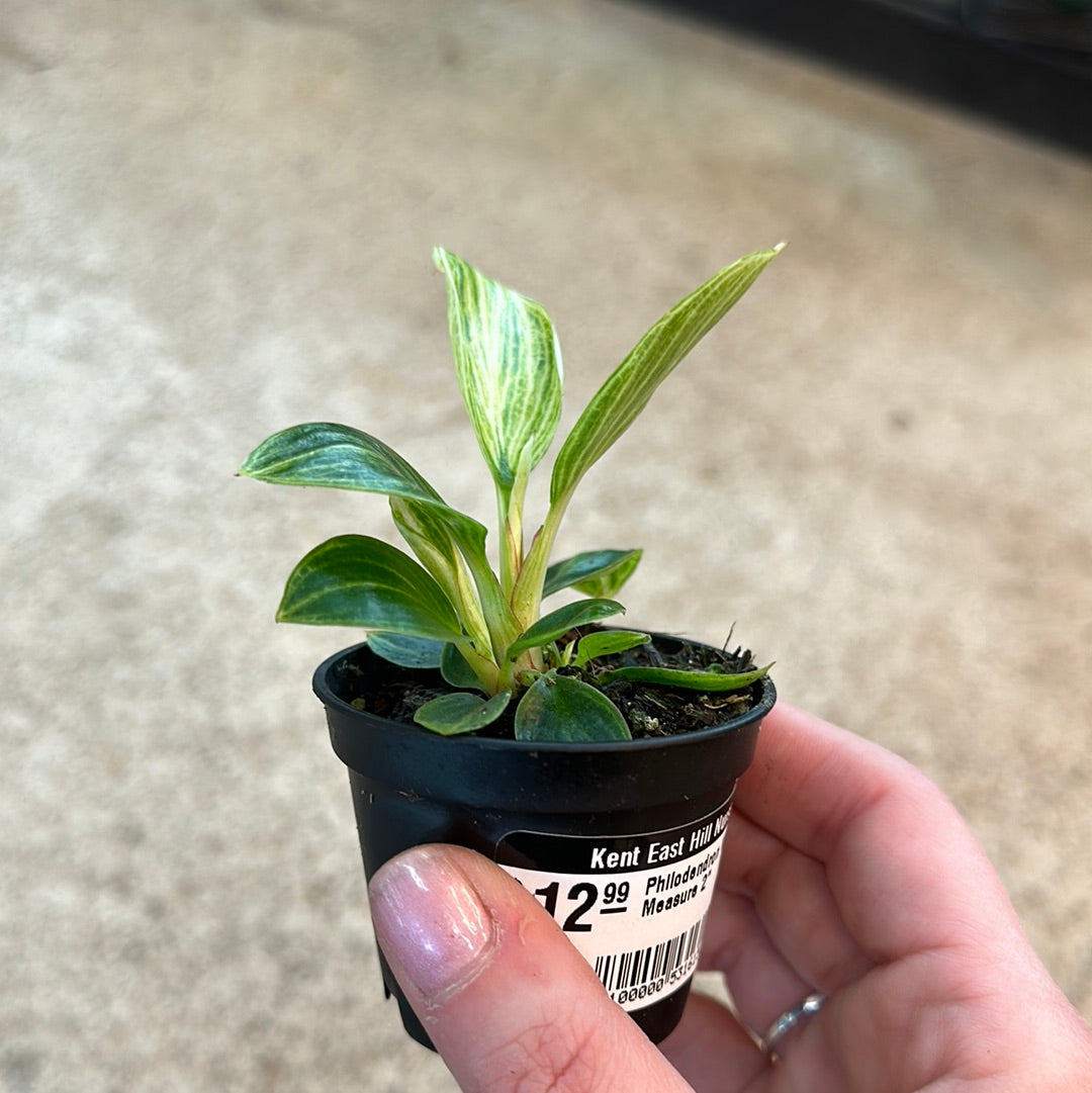 Philodendron White Measure 2