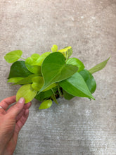 Load image into Gallery viewer, Philodendron heder. aureum 4" - Lemon Heartleaf Philodendron