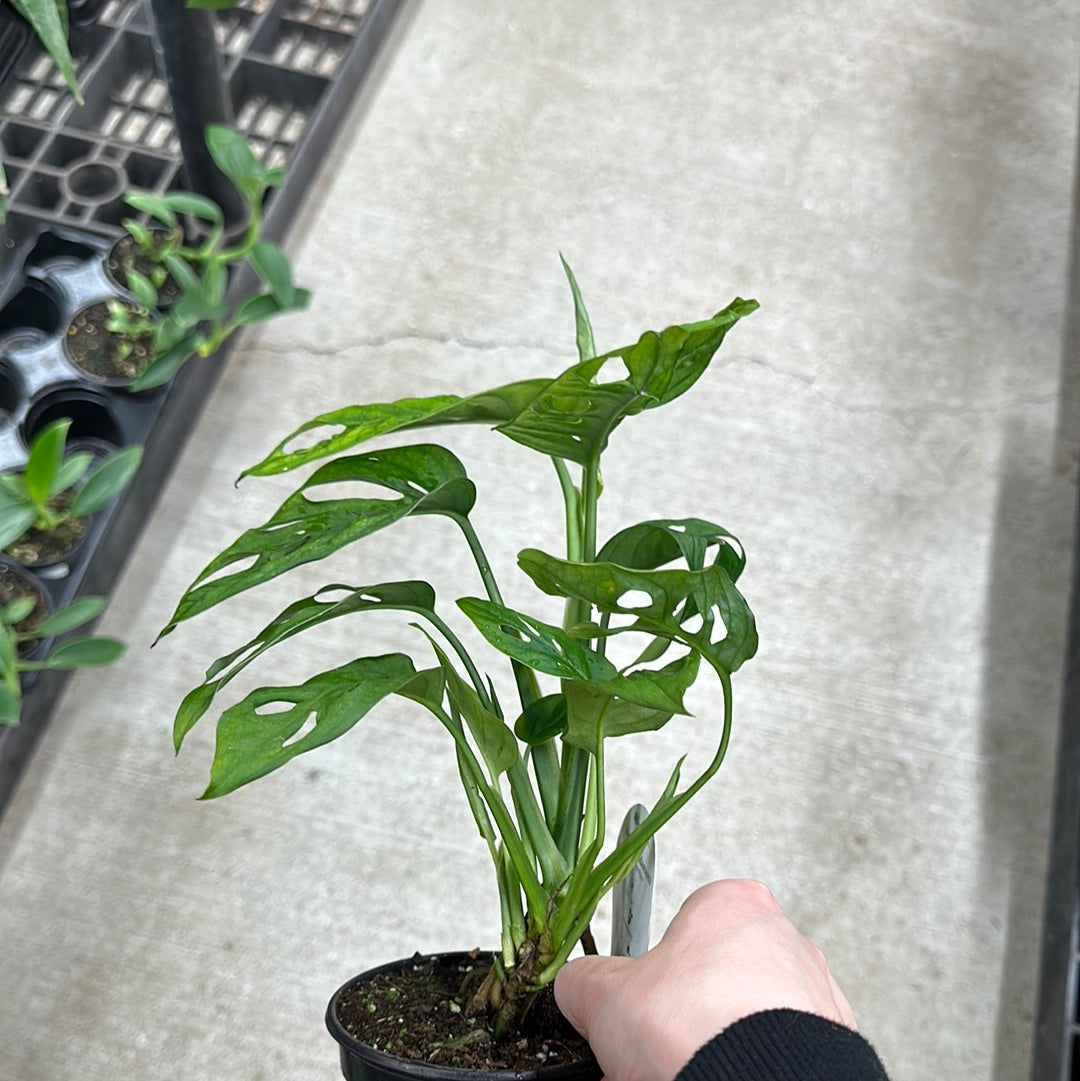 monstera adansonii cultivars Monstera adansonii 4"
