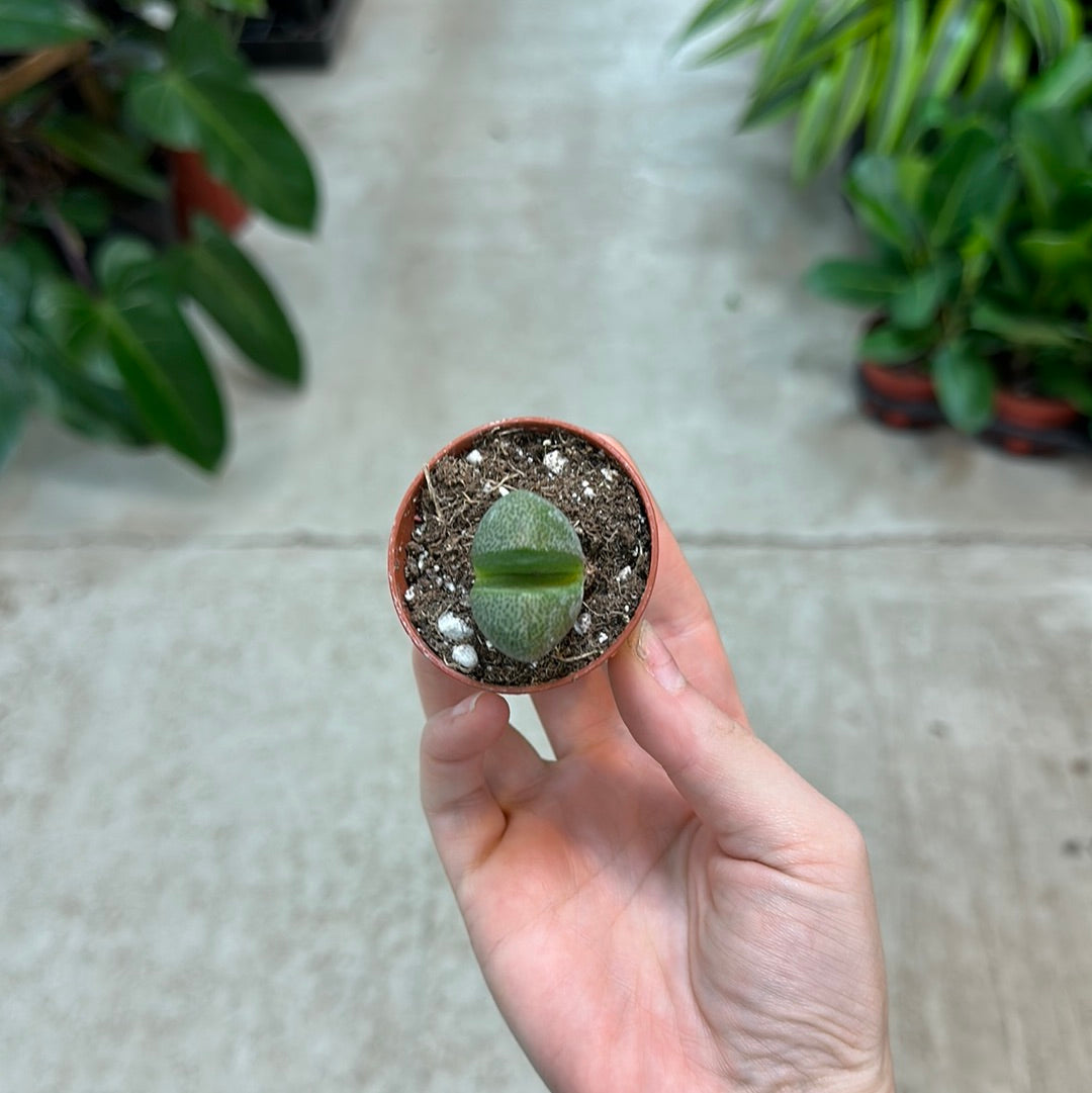 split rock succulent for sale Pleiospilos nelii 2
