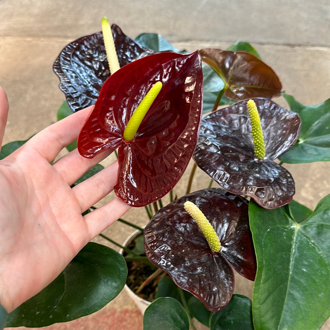anthurium chocolate plant Anthurium sempre Chocolate Red 6