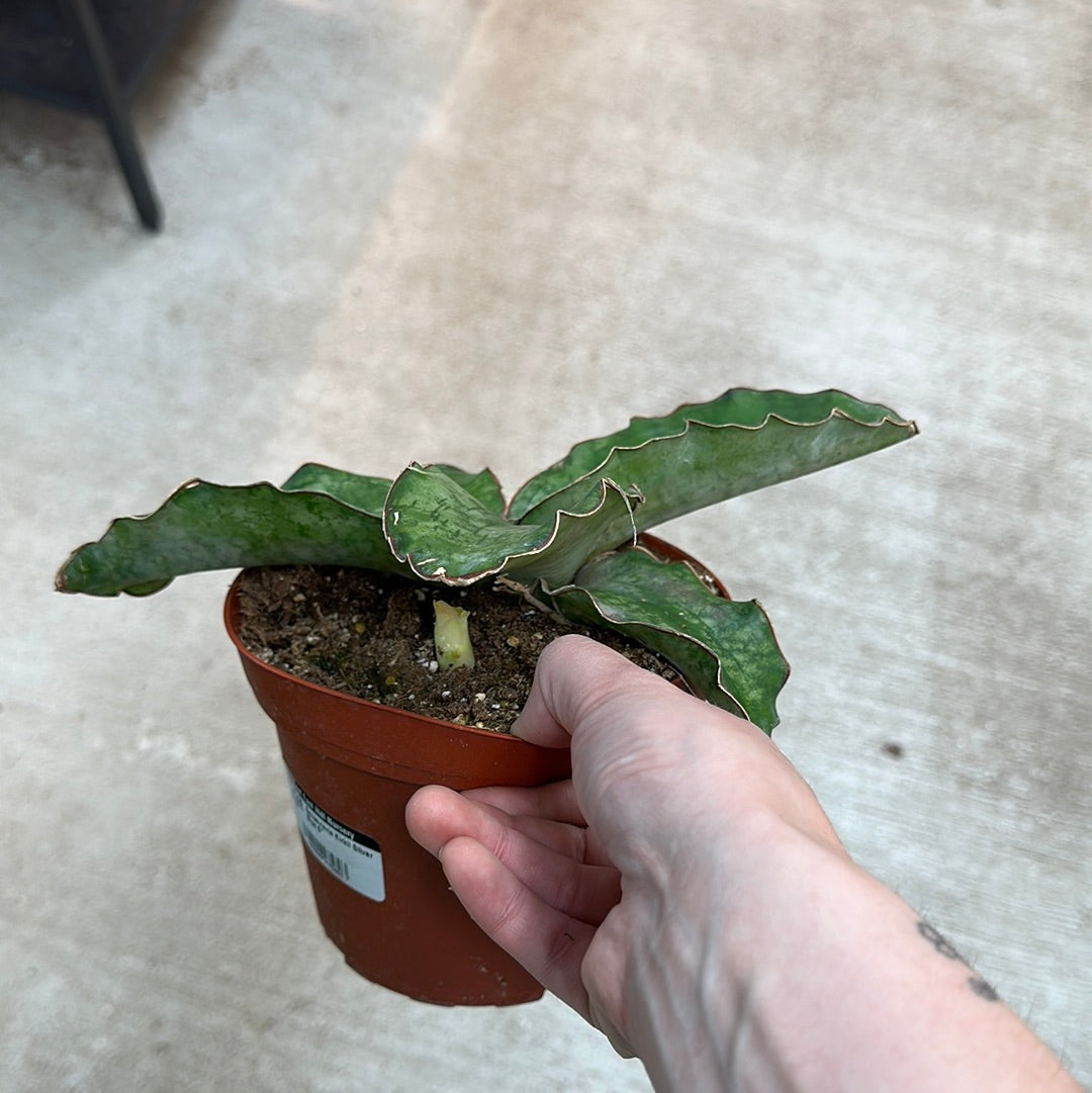 sansevieria kirkii silver blue for sale Sansevieria Kirkii Silver Blue 6