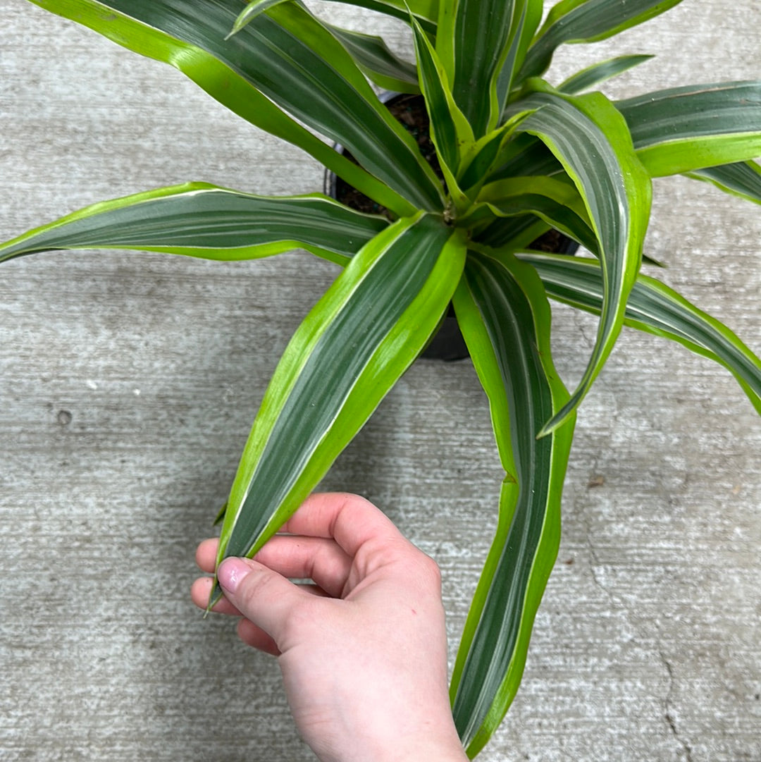 dracaena gold star Dracaena Warneckii Goldstar 6