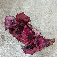 Load image into Gallery viewer, Begonia T Rex 'Ruby Slippers' 6"