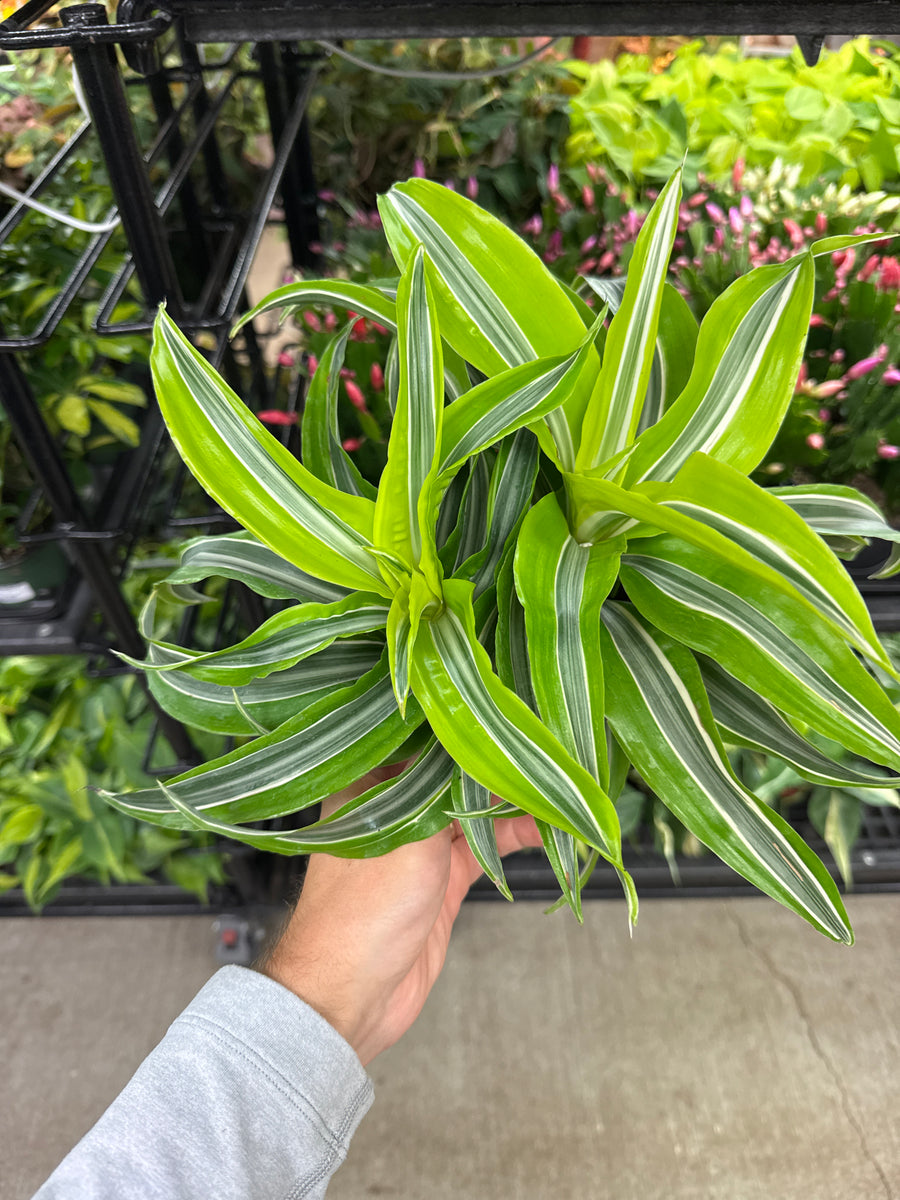 dracaena light green Dracaena Lemon Surprise 6" – Kent East Hill Nursery