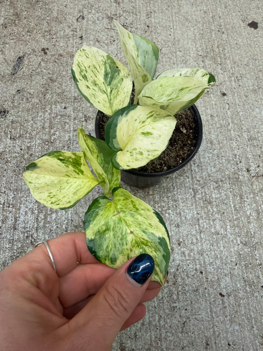 manjula pothos for sale Epipremnum Manjula 4