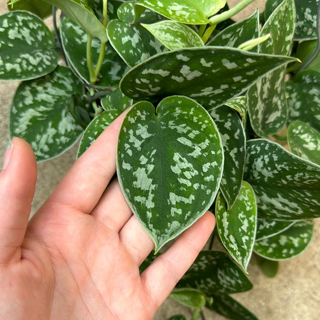 philodendron pictus Satin Pothos Scindapsus Pictus