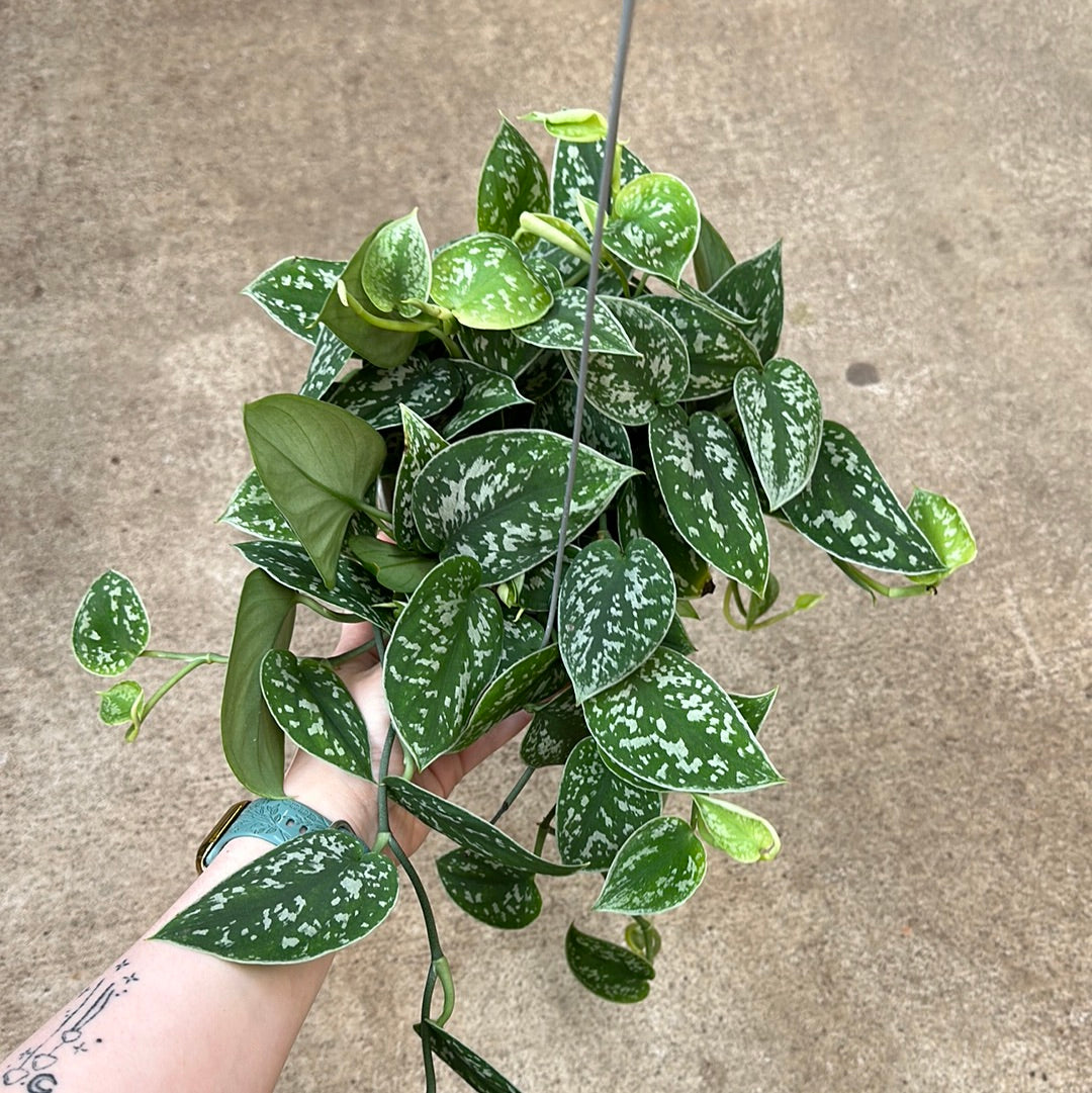 philodendron pictus Satin Pothos Scindapsus Pictus