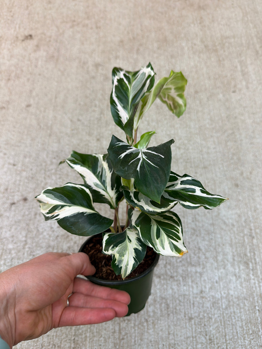 calathea tiger Calathea Stella 4
