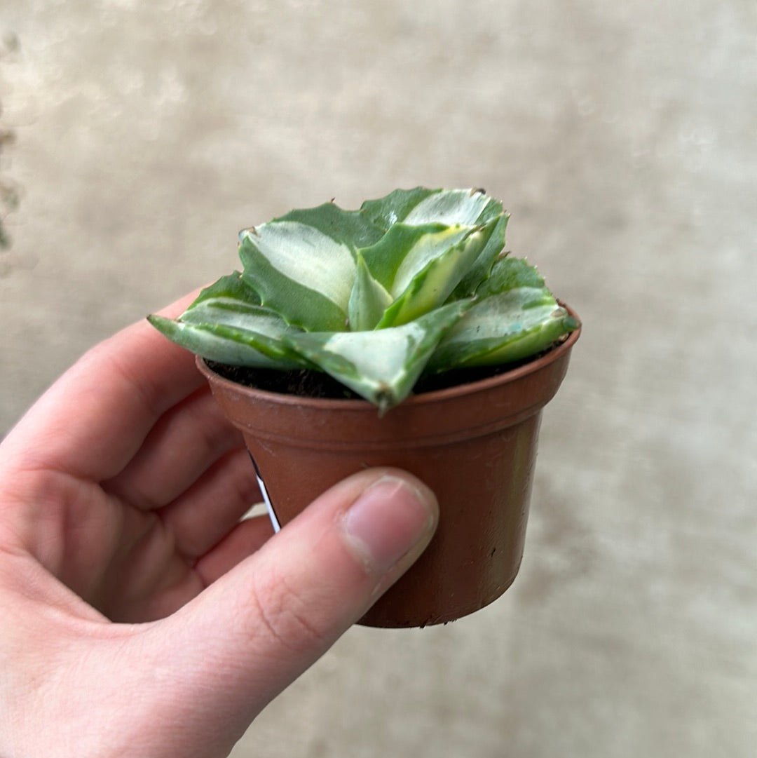 agave isthmensis mediopicta alba Agave isthmensis 'Ohi Raijin Shiro Nakafu' 2
