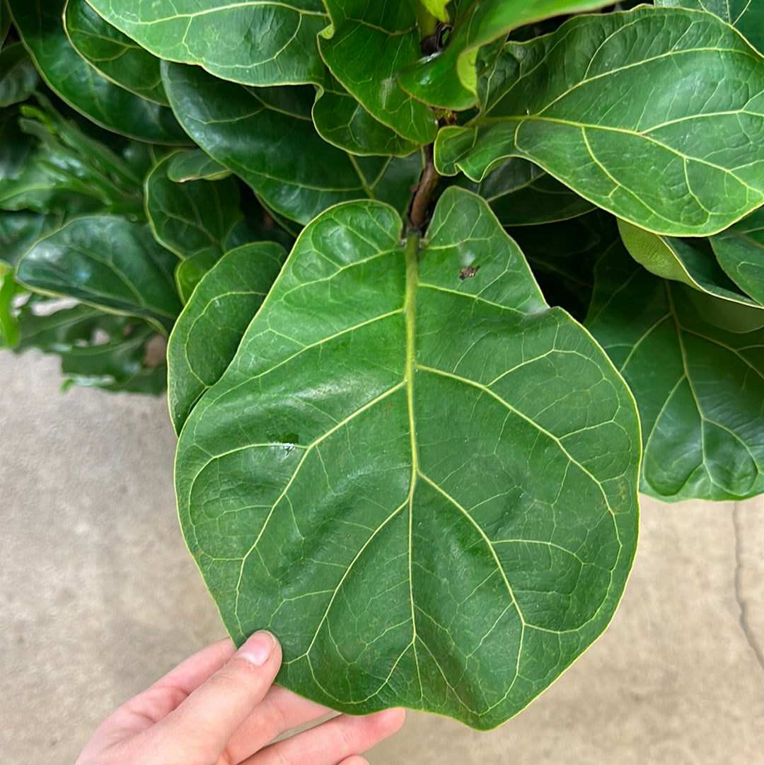 fiddle leaf fig tiny leaves Ficus Lyrata Little Fiddle 8" – Kent East Hill Nursery