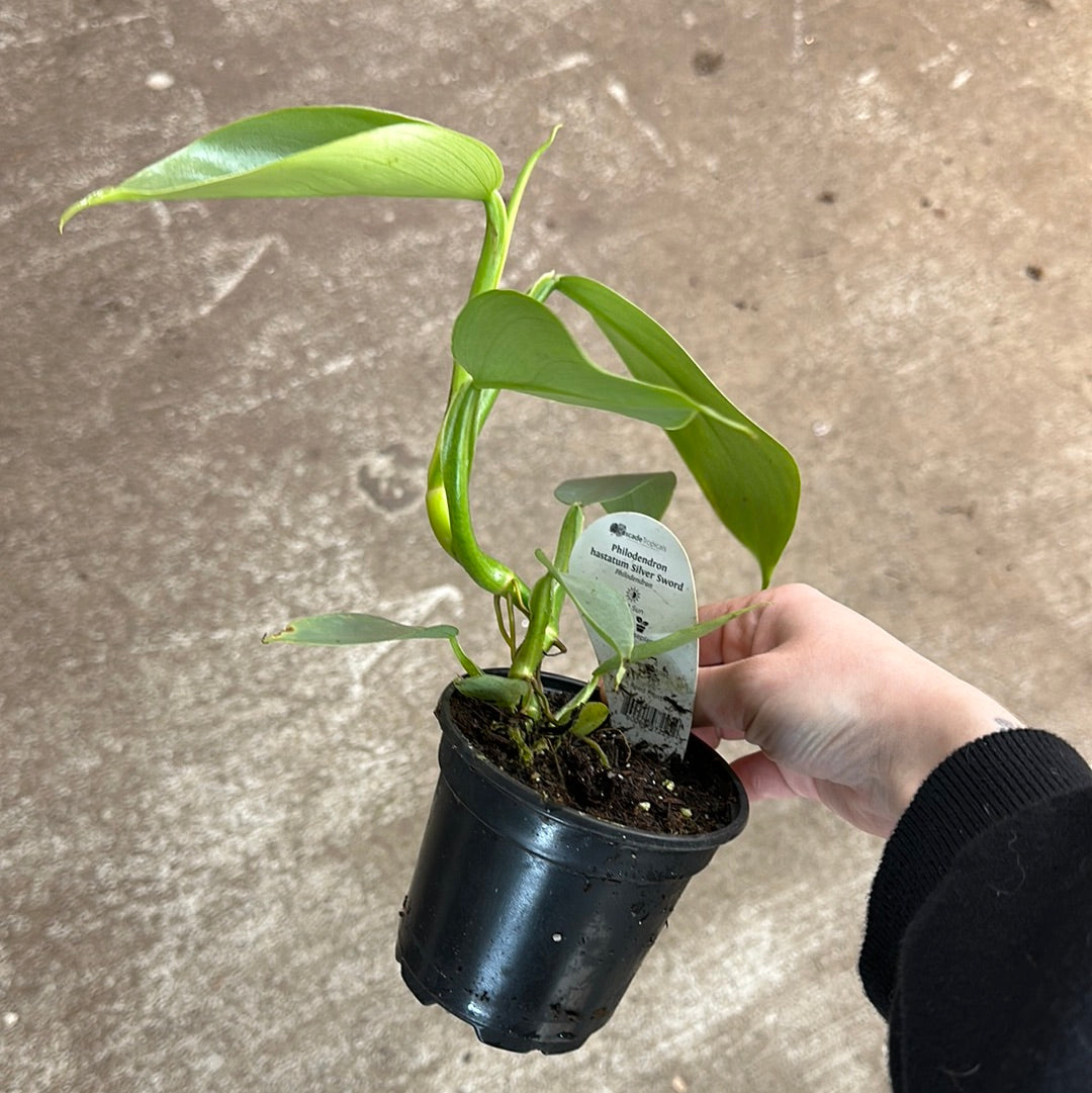 hastatum philodendron Philodendron hastatum 4"
