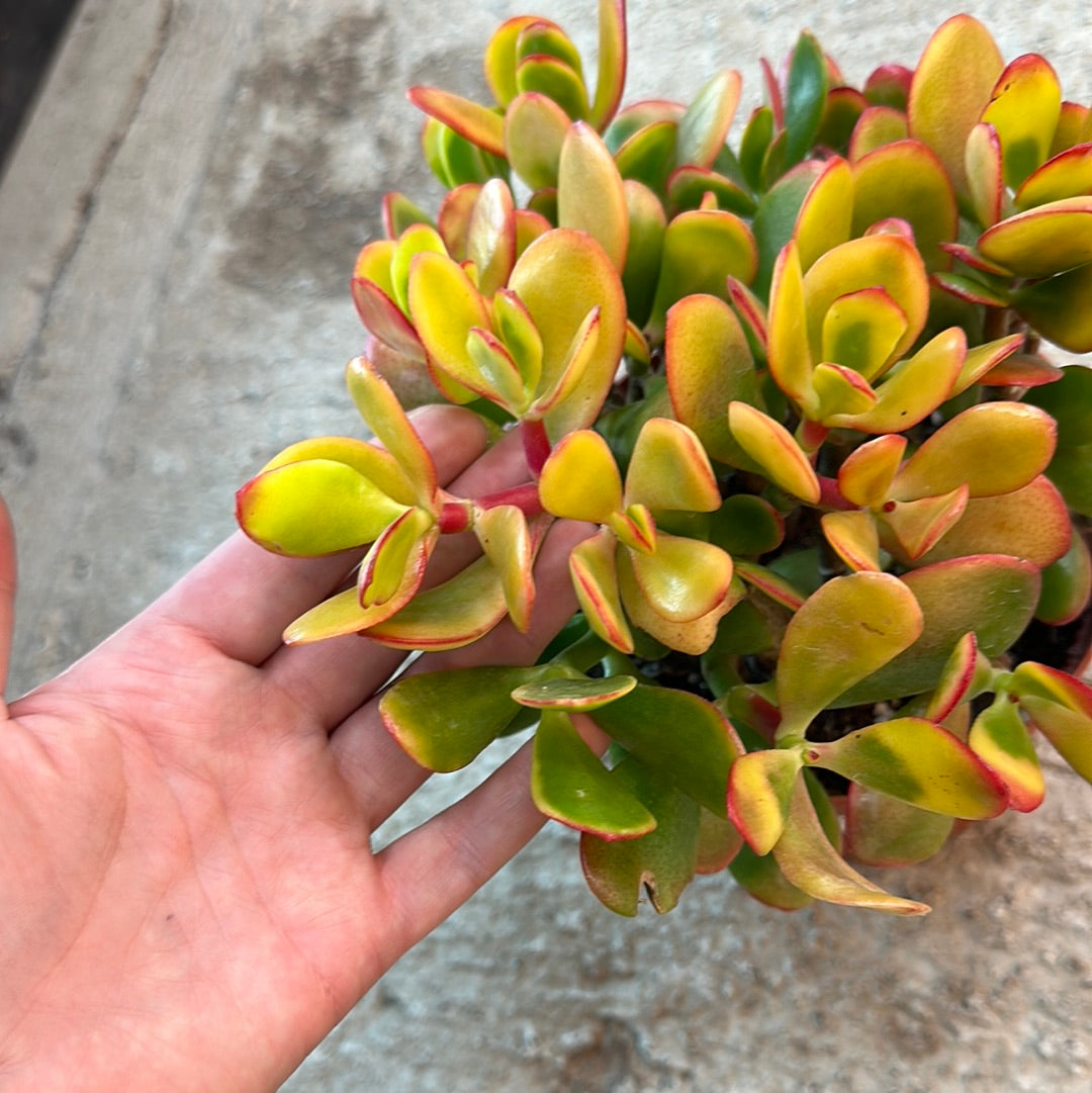 Crassula ovata 'Sunset' 6
