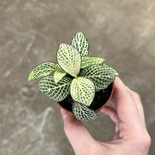 Load image into Gallery viewer, Fittonia &#39;Purple Snow Anne&#39; 2&quot; - Nerve Plant