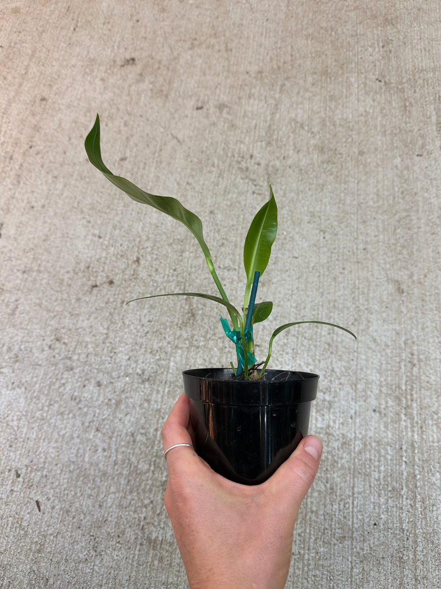 Anthurium sp. Morona 4