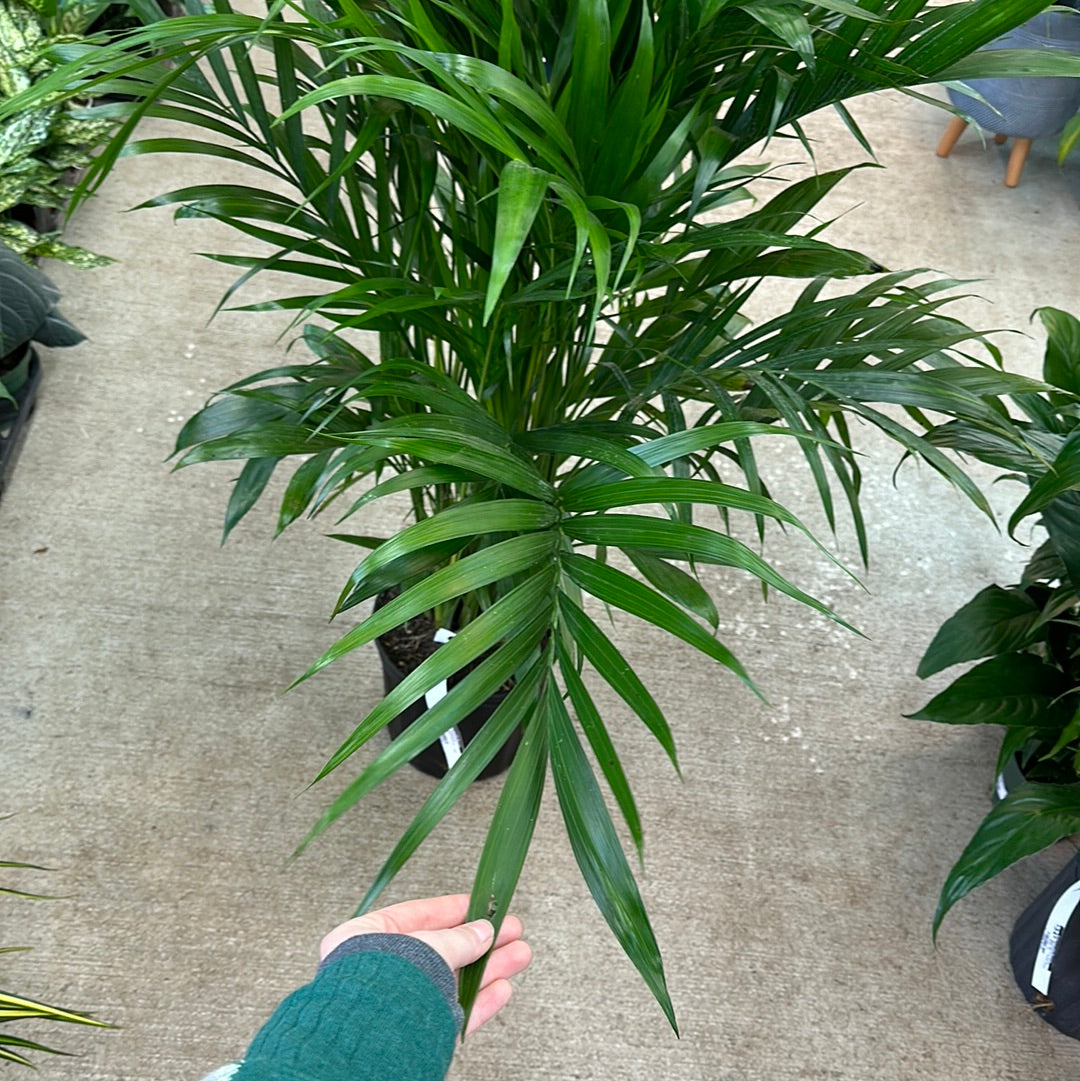 cat palm leaves Chamaedorea cataractarum 10"