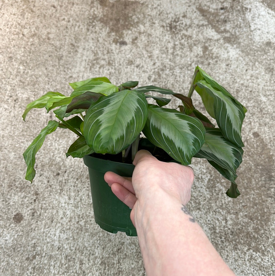 Maranta Silver Band 6