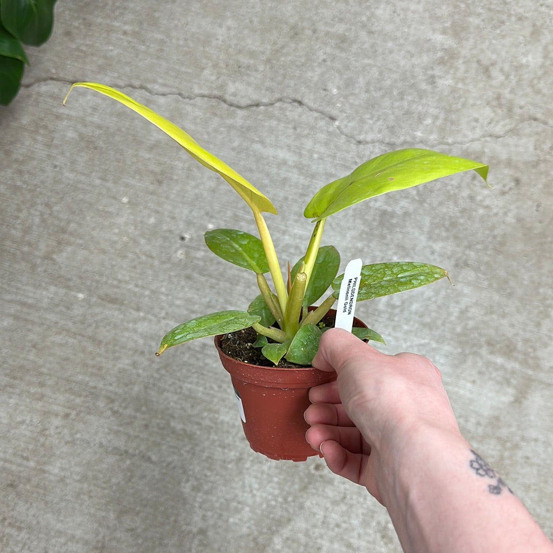 Philodendron Melinonii Gold 4