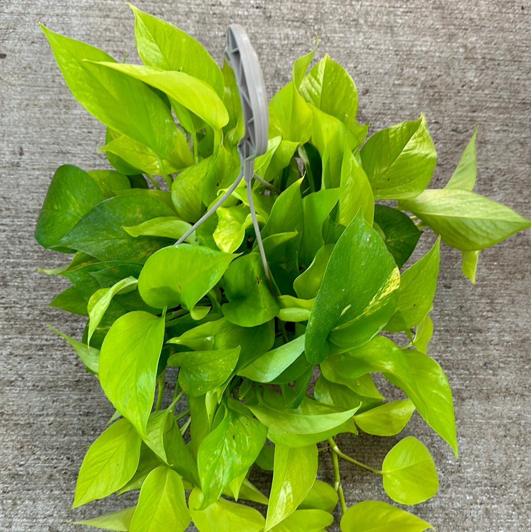 variegated neon pothos vs neon pothos Epipremnum 'Neon' 8" HB