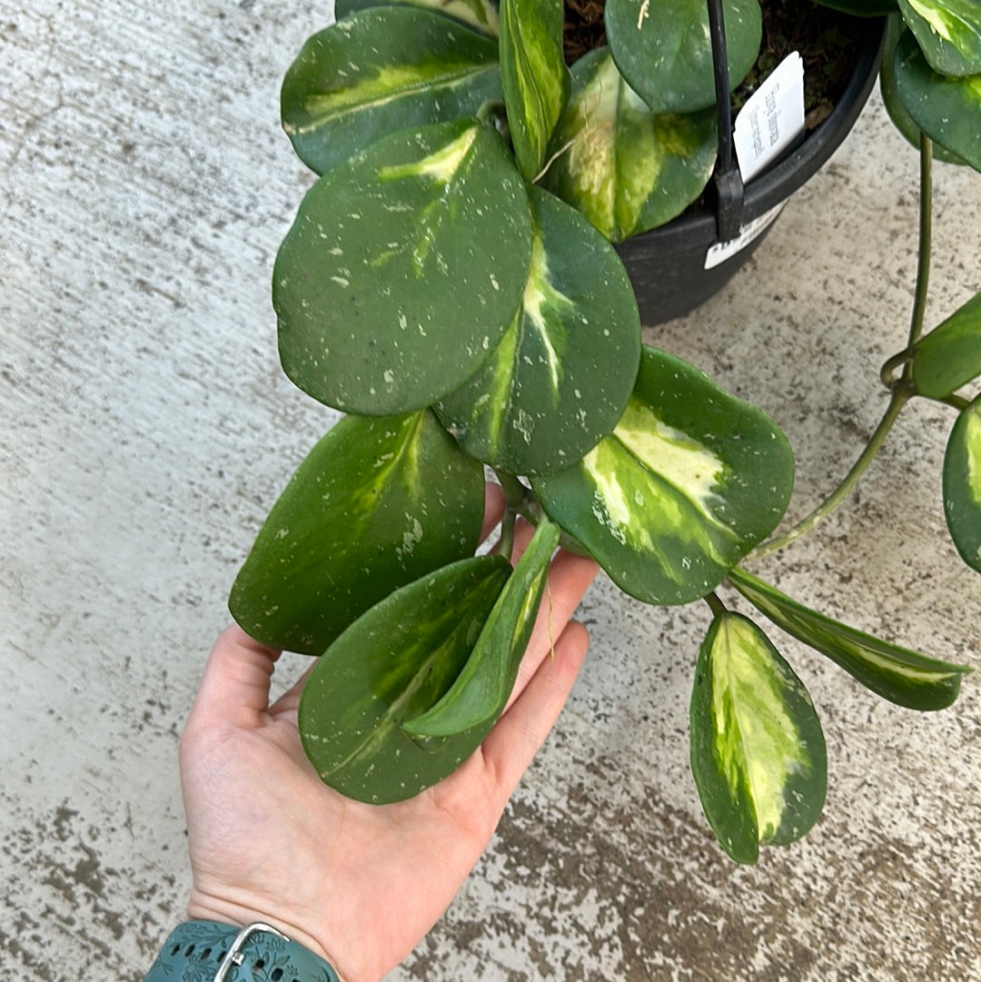 Hoya Obovata Reverse Variegated 6