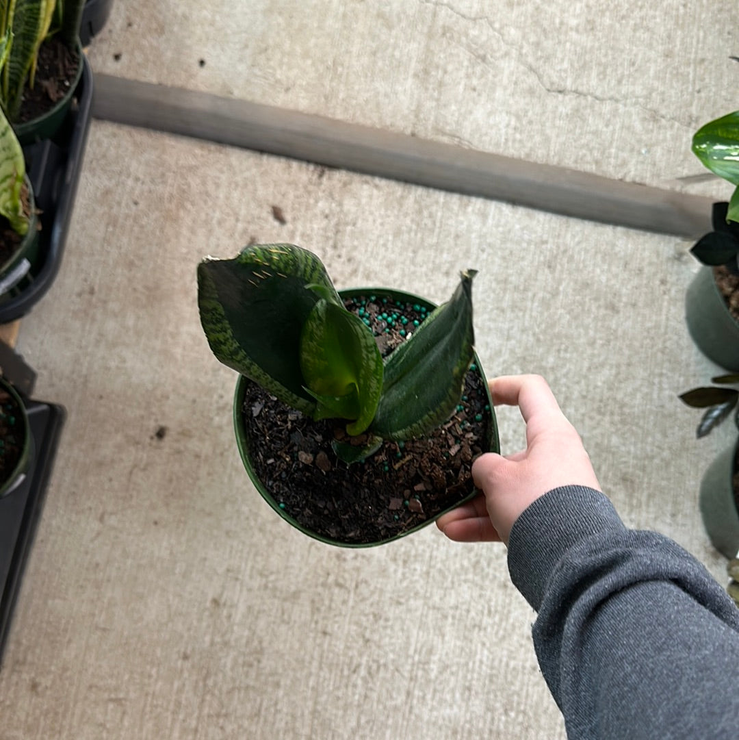 whitney sansevieria Whitney Snake Plant - Sanseveria - Almost Impossible to kill