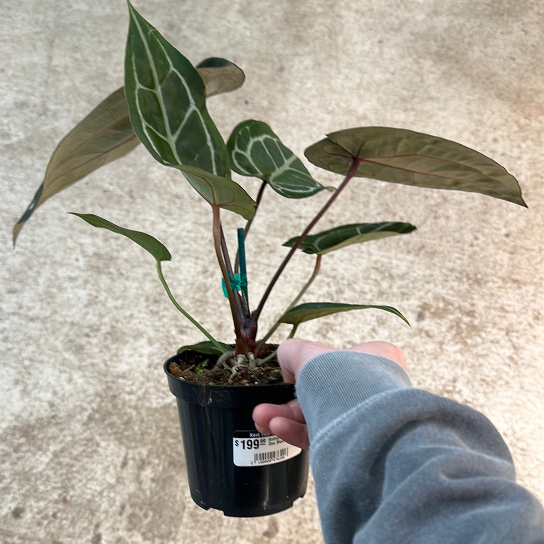 anthurium doc bloc Anthurium 'Michelle' Doc Block 4
