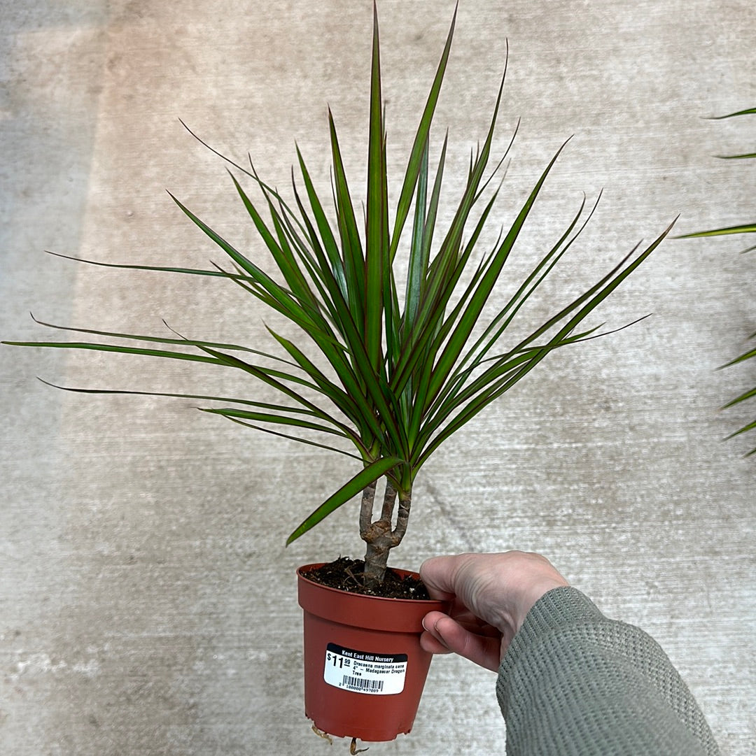 Dracaena marginata cane 4