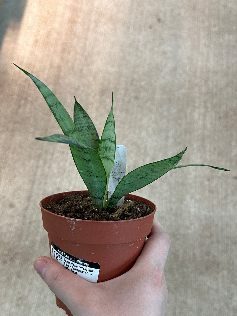 Sansevieria trifasciata 'Silver Princess' 4