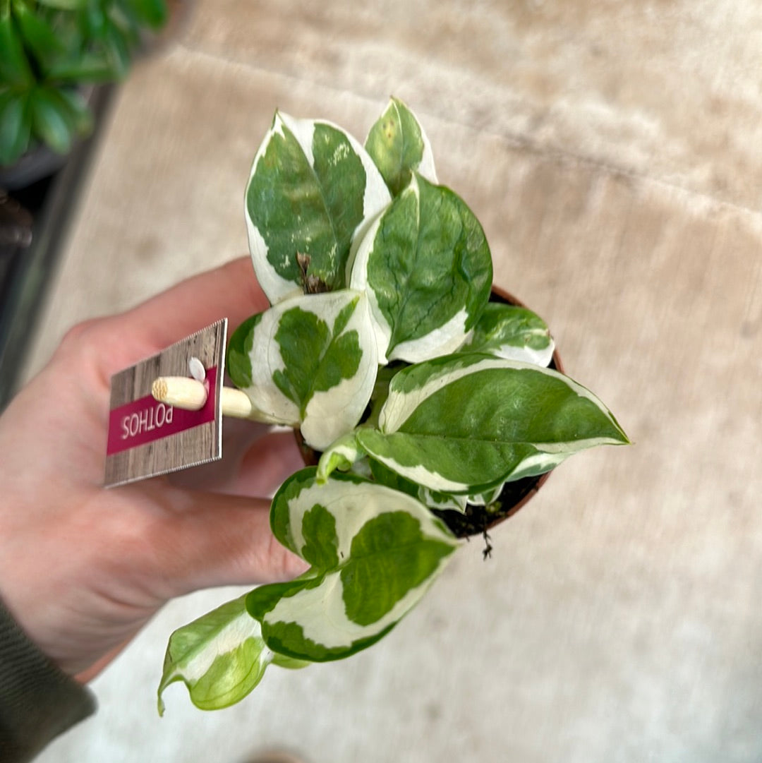 pothos glacier vs pearls and jade Epipremnum 'Pearls and Jade' 2"