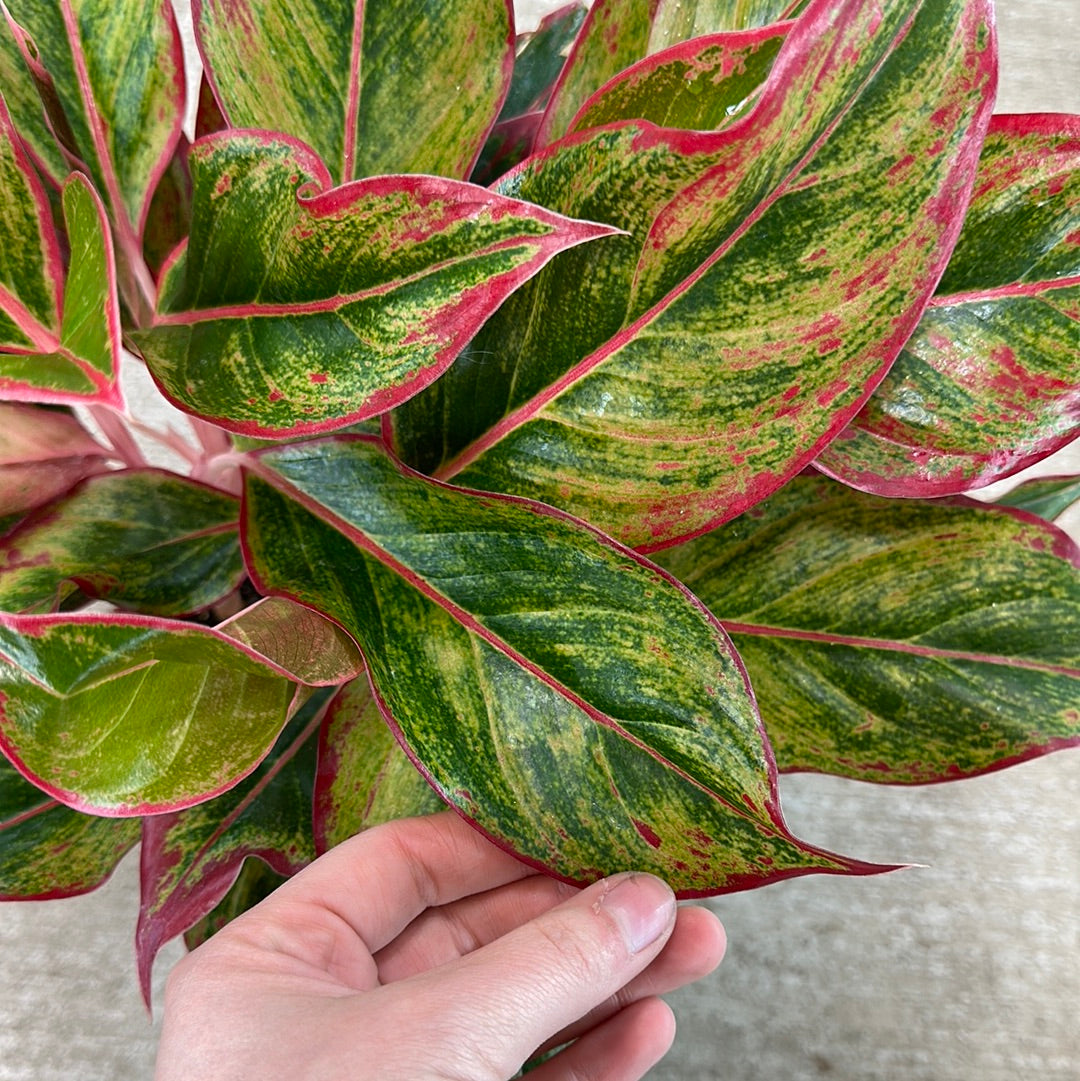 aglaonema misha Aglaonema Mischa 6