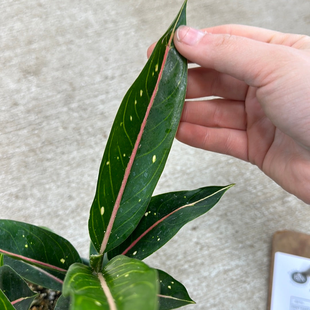 aglaonema star of india Aglaonema Star 6" – Kent East Hill Nursery