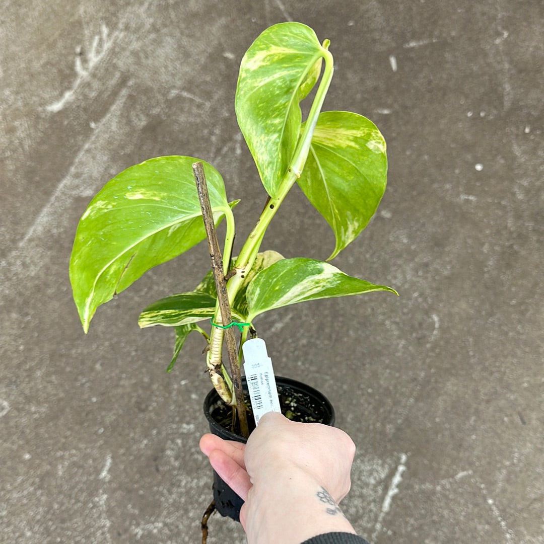 sunshine goddess pothos Epipremnum aur. 'Cosmic Glitter Goddess' 4