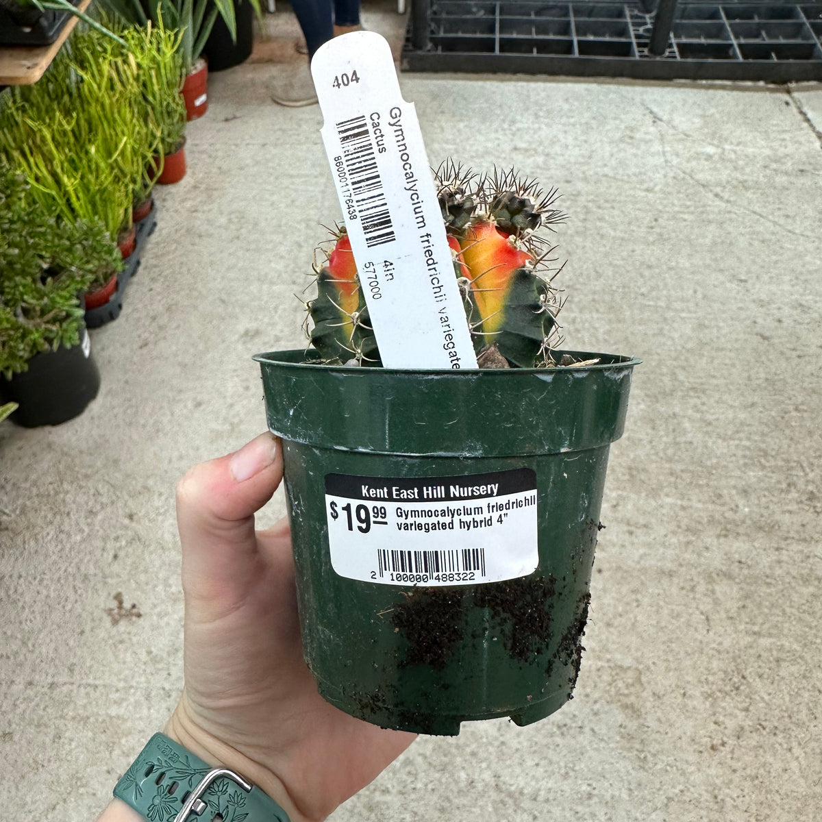 Gymnocalycium friedrichii variegated hybrid 4