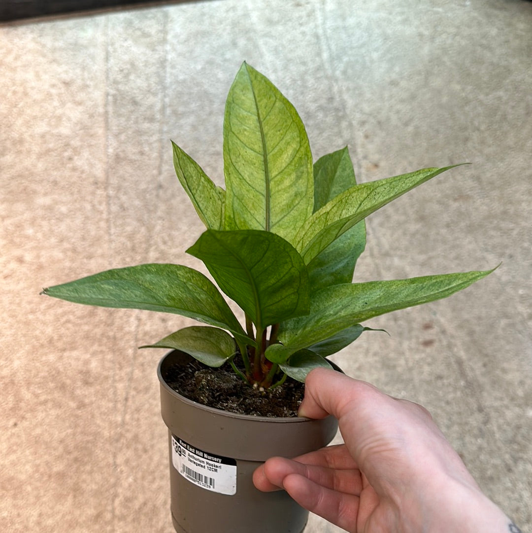 anthurium cost Anthurium Hookeri Variegated 12CM