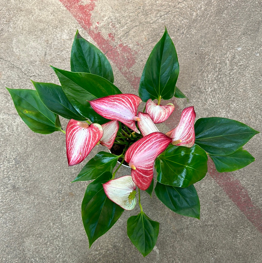 anthurium l Anthurium Livium 6