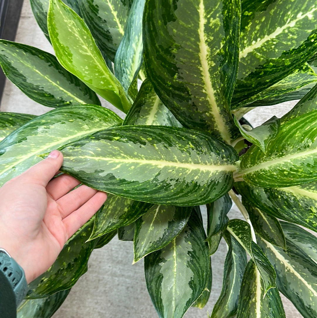 Dieffenbachia White Rain 8