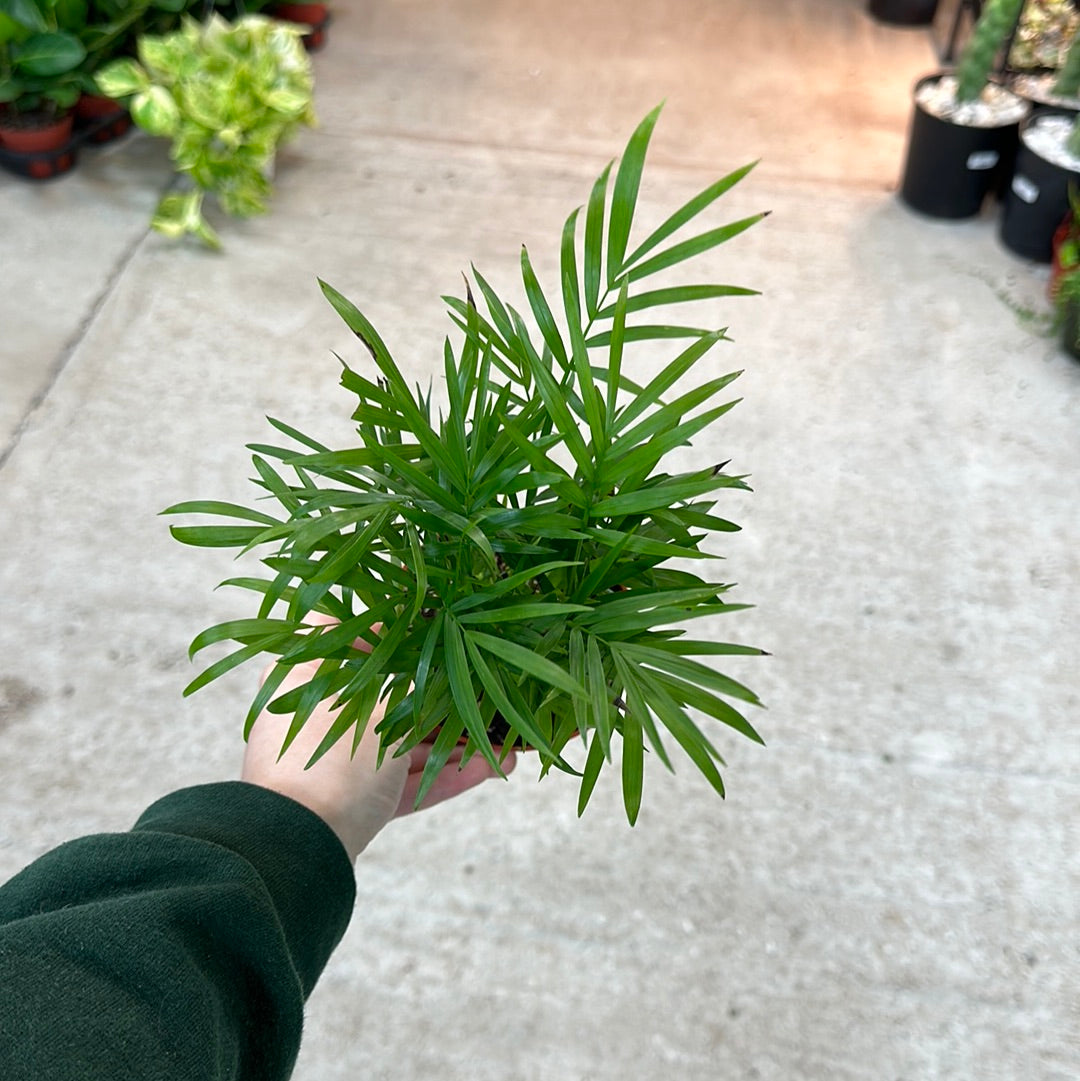 large bella palm plant png Neanthe Bella Palm 4"