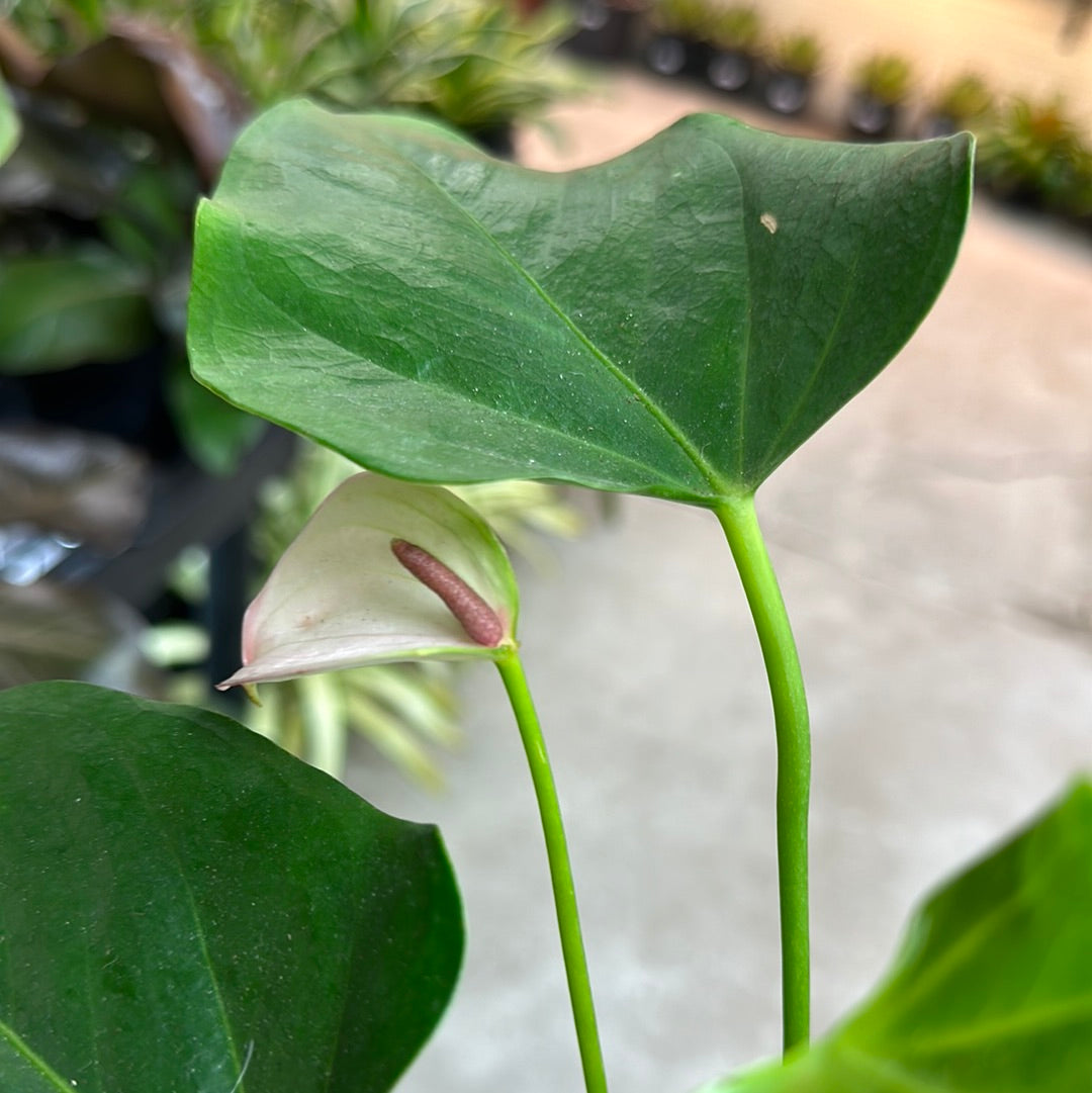 anthurium lilli Anthurium Lilli 4"