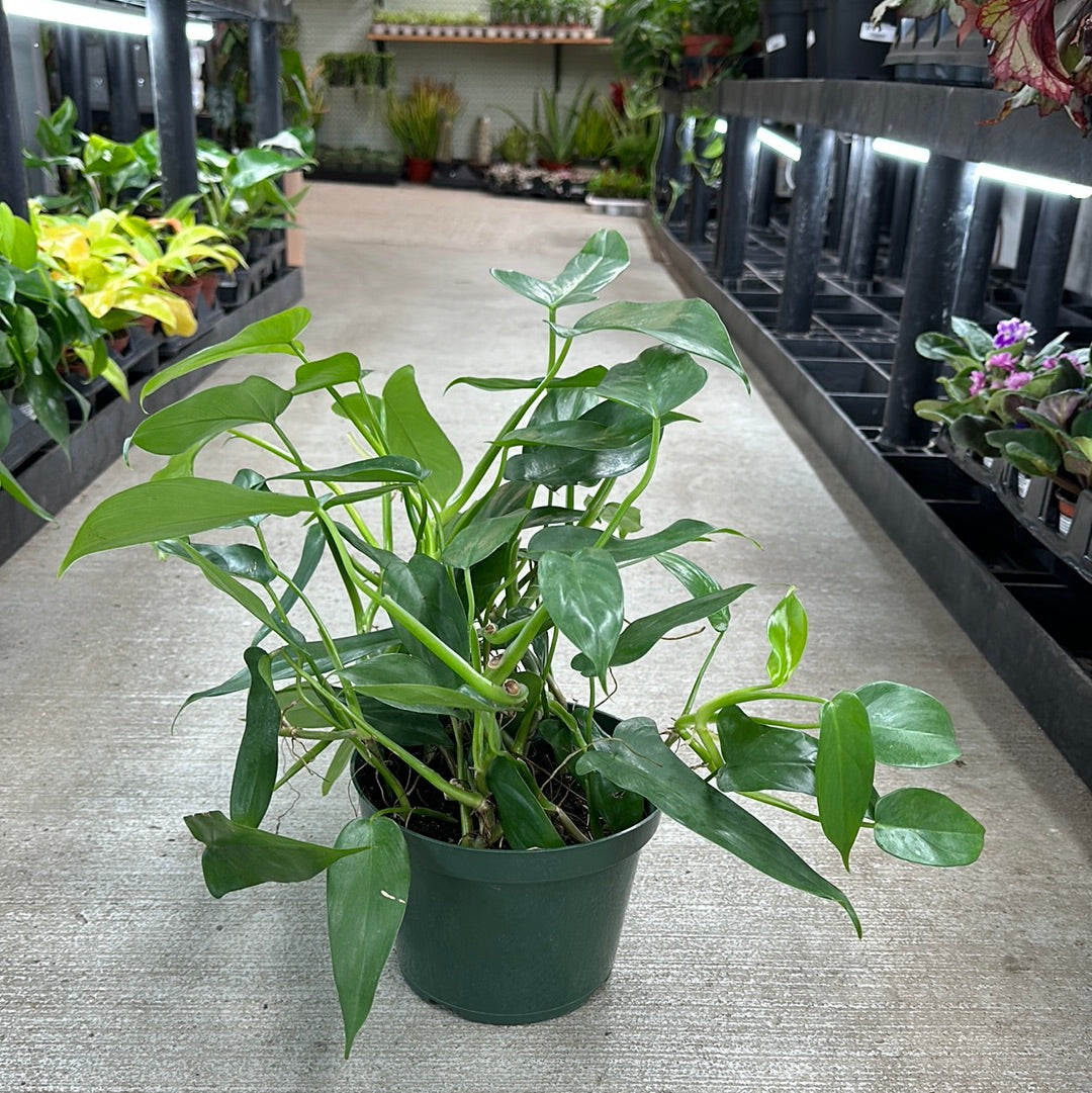 Philodendron Panduriforme 8"  Kent East Hill Nursery