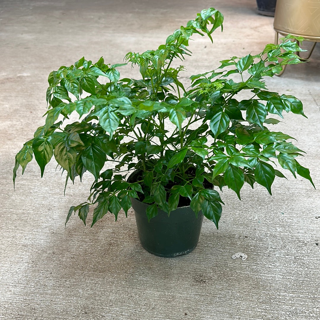 radermachera indoor plant Radermachera sinica 6