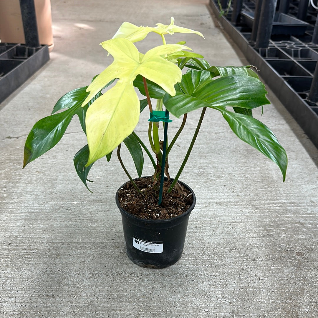 philodendron florida ghost variegata Philodendron Florida Ghost 4