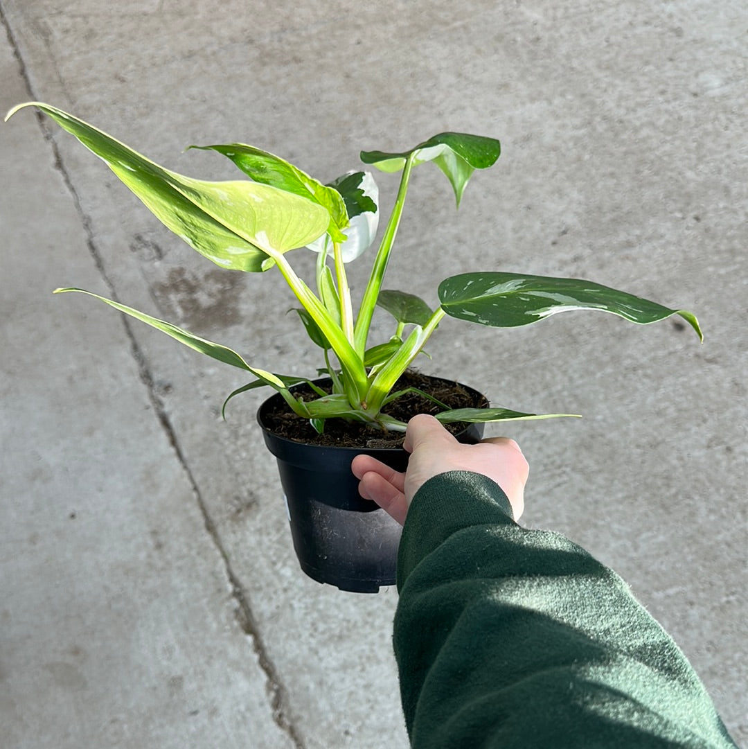 white knight philodendron walmart Philodendron White Knight 6" – Kent East Hill Nursery