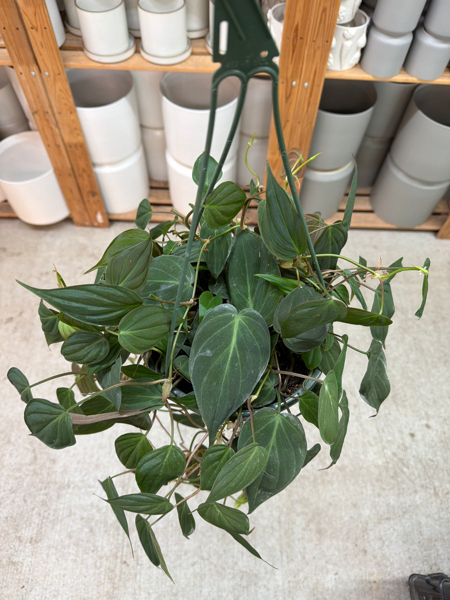 Philodendron Micans 8