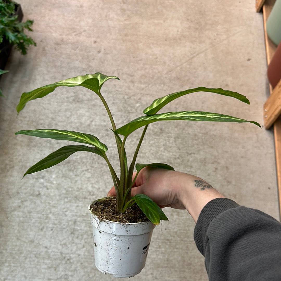 xanthosoma house plant Xanthosoma magnificum 4" – Kent East Hill Nursery