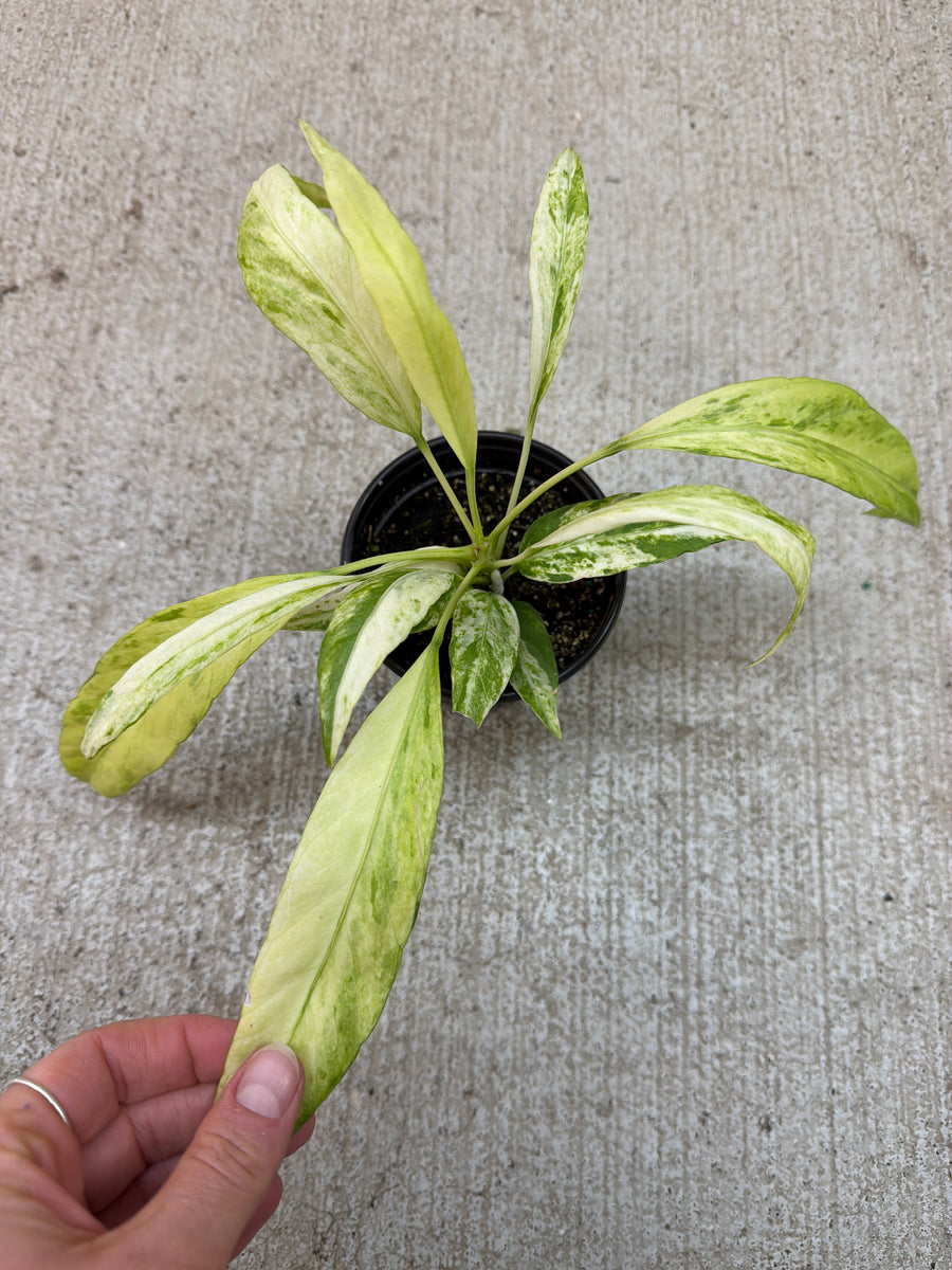 Anthurium vittarifolium variegated 4