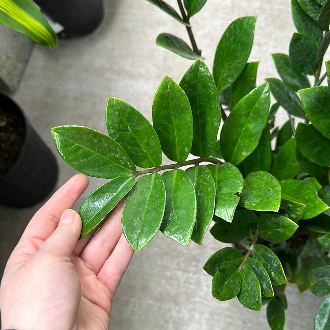 8 zz plant Zamioculcas zamiifolia 8
