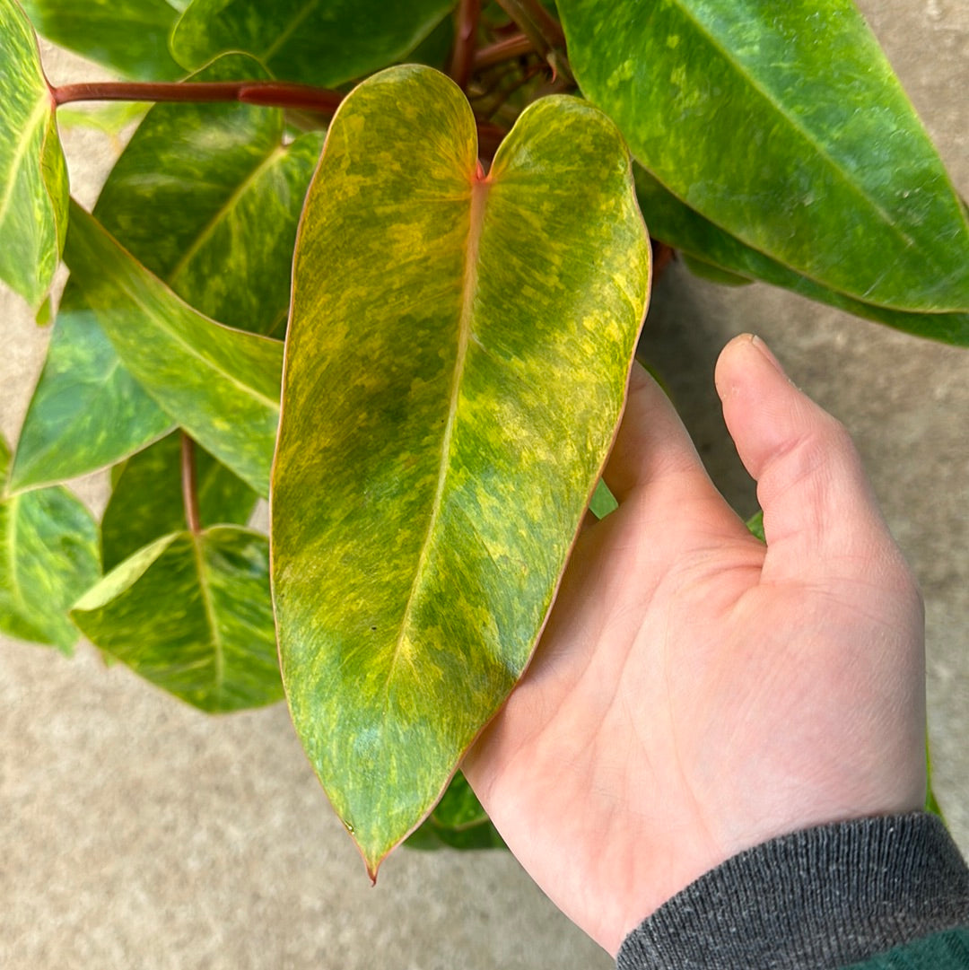 Philodendron 'Painted Lady' 6" Kent East Hill Nursery